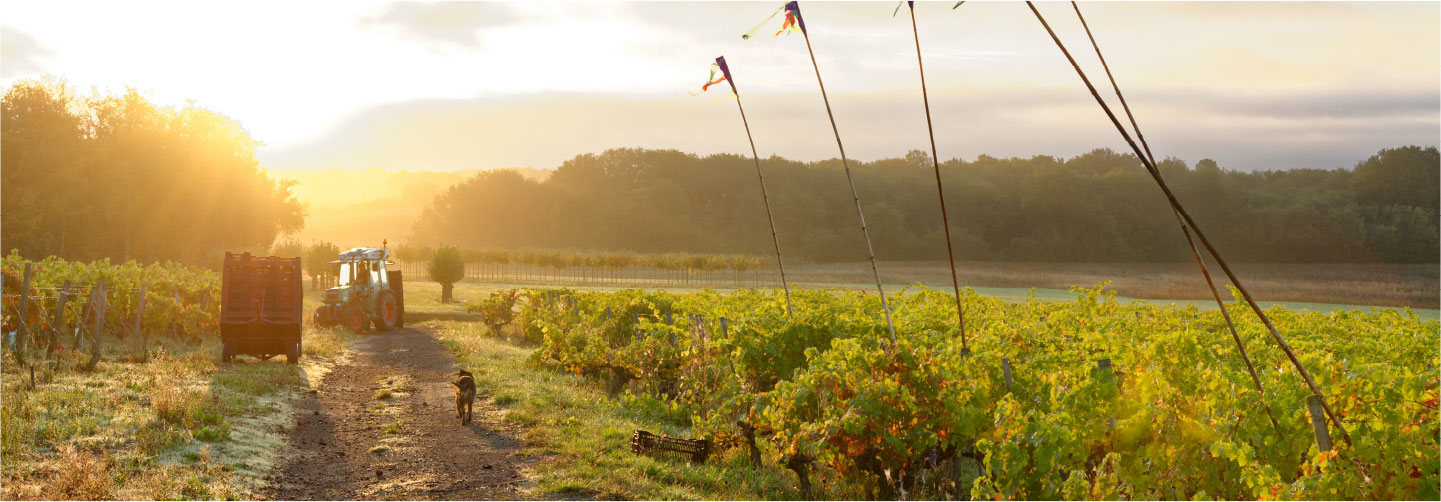 travaux de la vigne